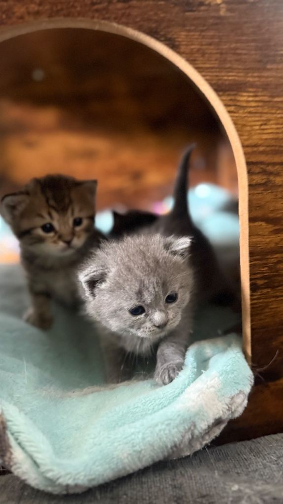 BSH kittens