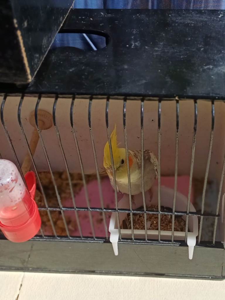 1young cockatiel