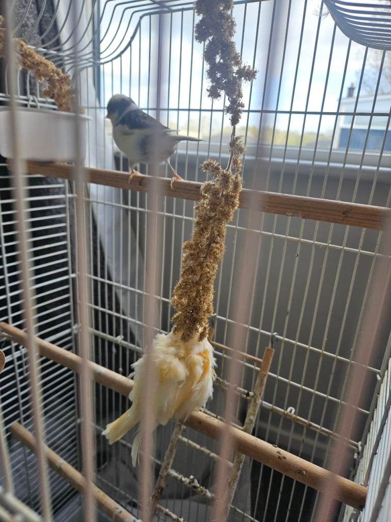 Cage birds