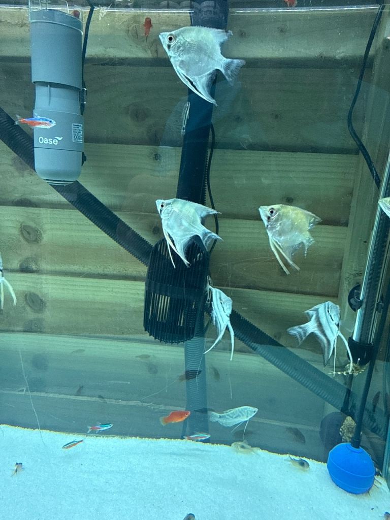 Beautiful Angelfish and Other Tropical Fish for Sale