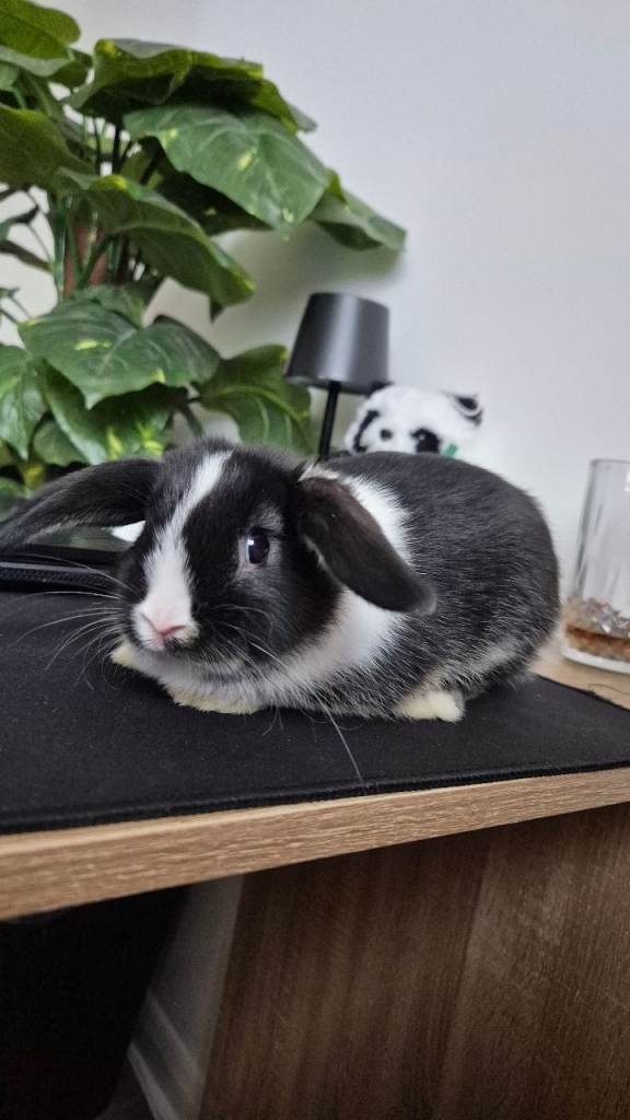 Holland lop bunny