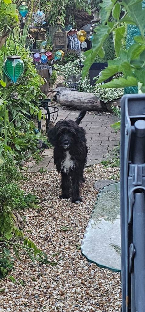 Forever home needed for Cockapoo x
