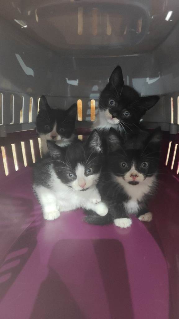 Kittens for sale 