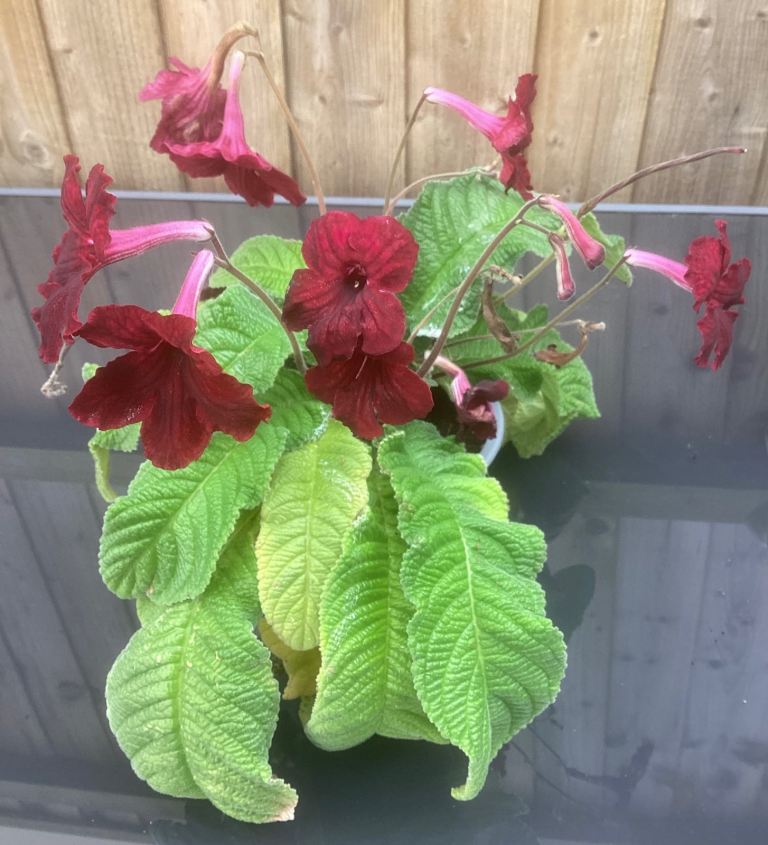 Red Cape Primrose Plants. 4 Available 