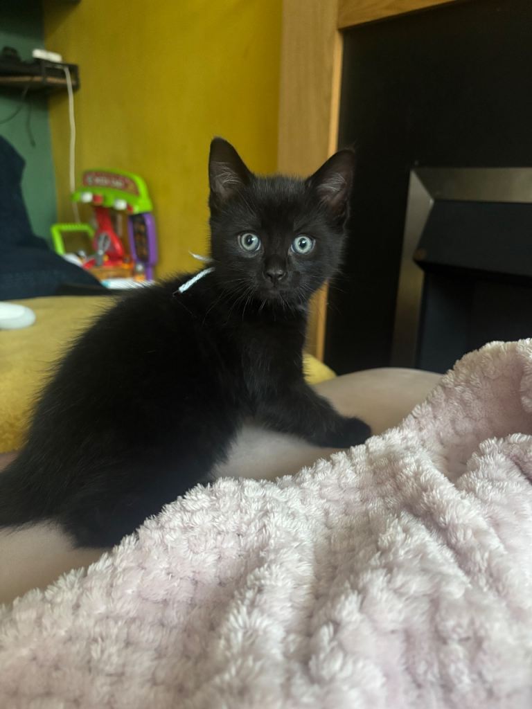 Sutty black male kitten left 