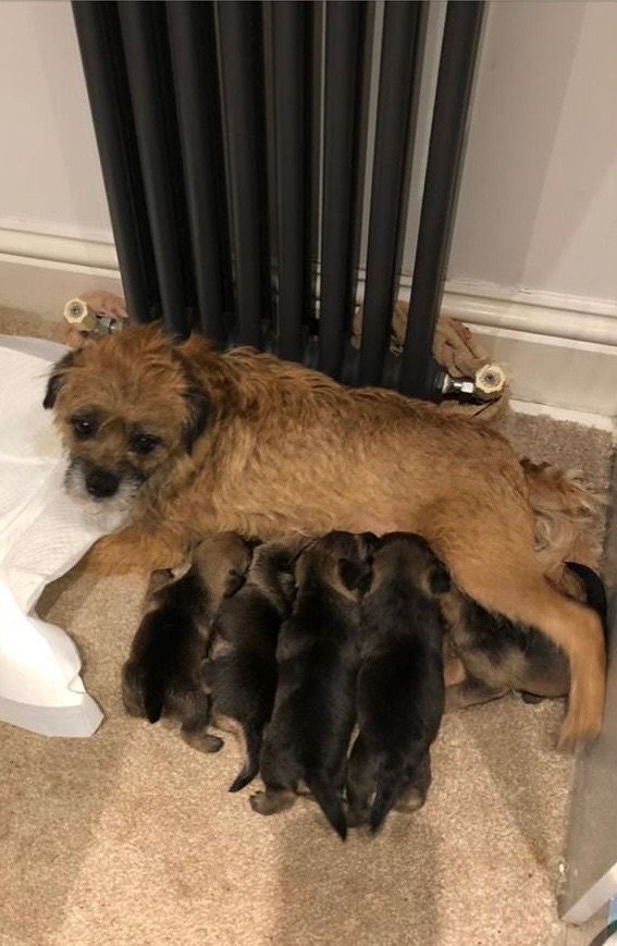 Beautiful Border Terrier Puppies
