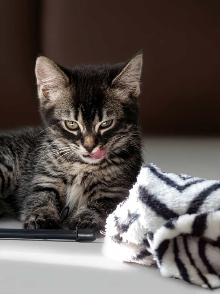 Beautiful bengal x tabby kitten