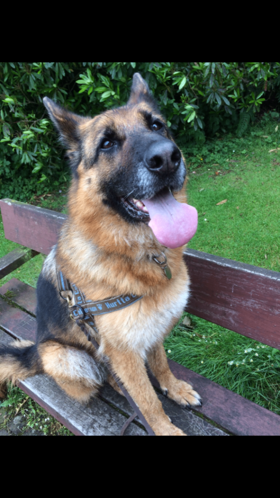 Dog Harnesses Large size 