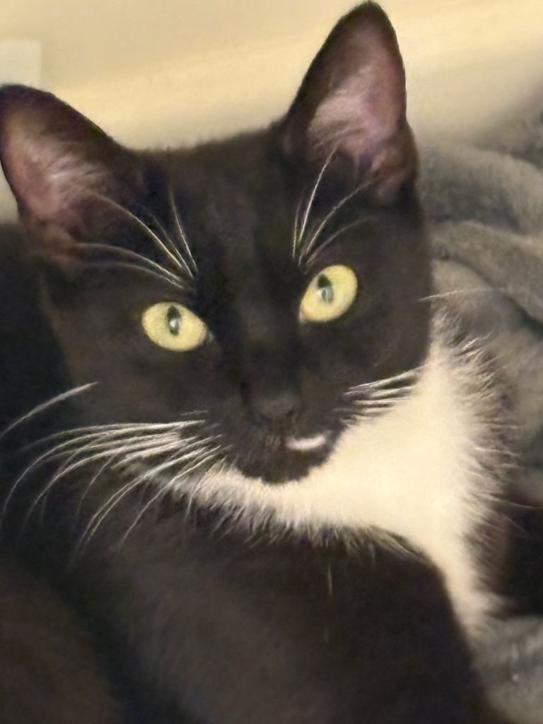 2 female cats