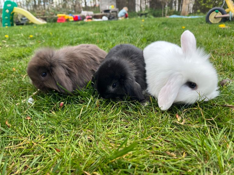 Mini lop rabbits 