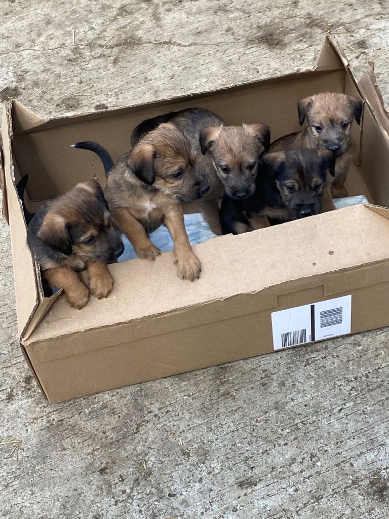 Lakeland X Beddy-whippet 