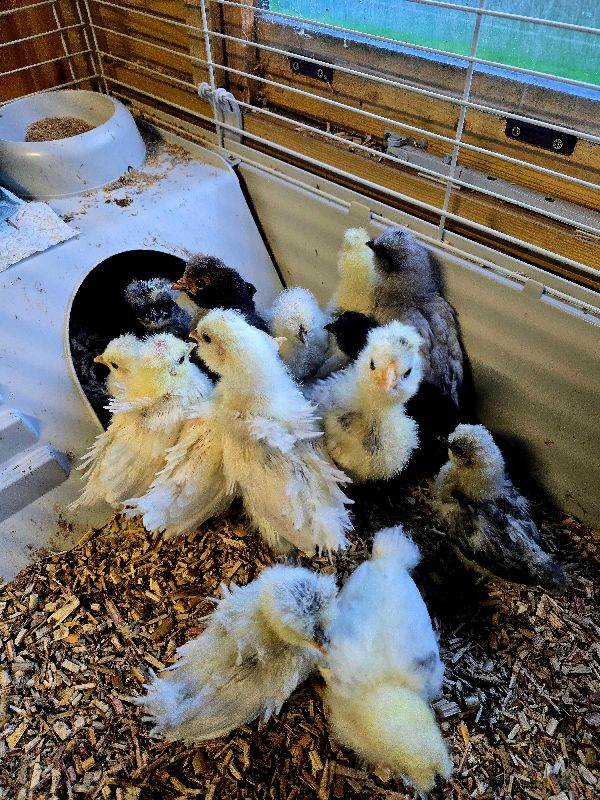 Silkie/polish chicks including frizzle