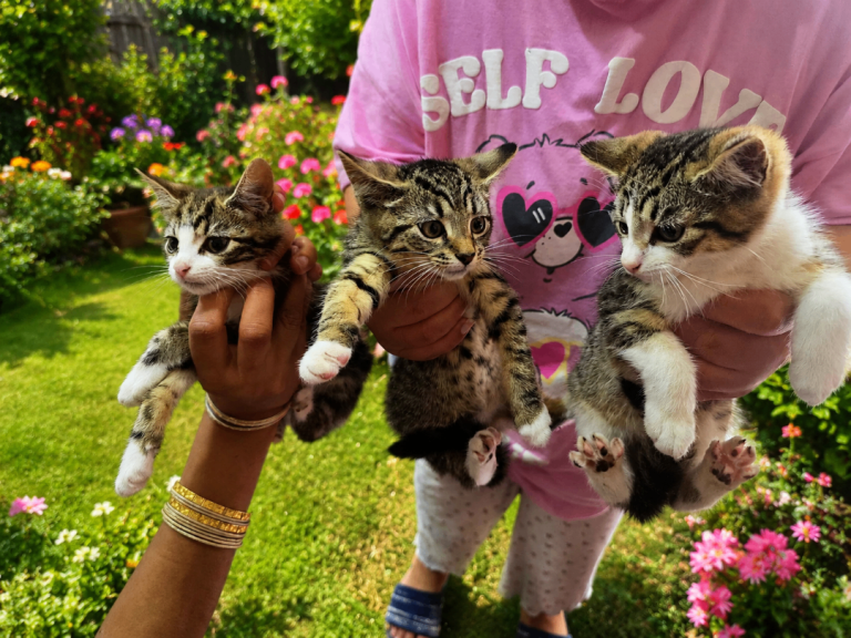 Beautiful kittens for sale 