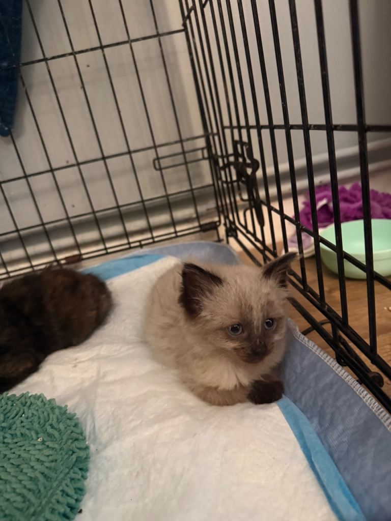 Cute adorable kittens 