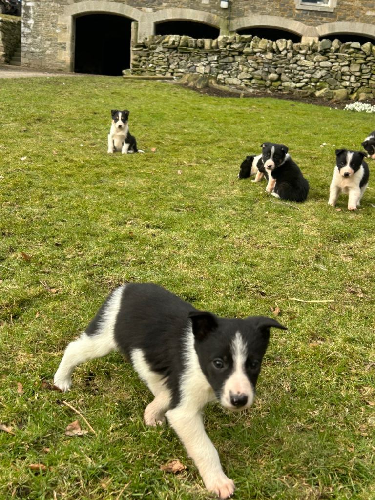 Collie pups 