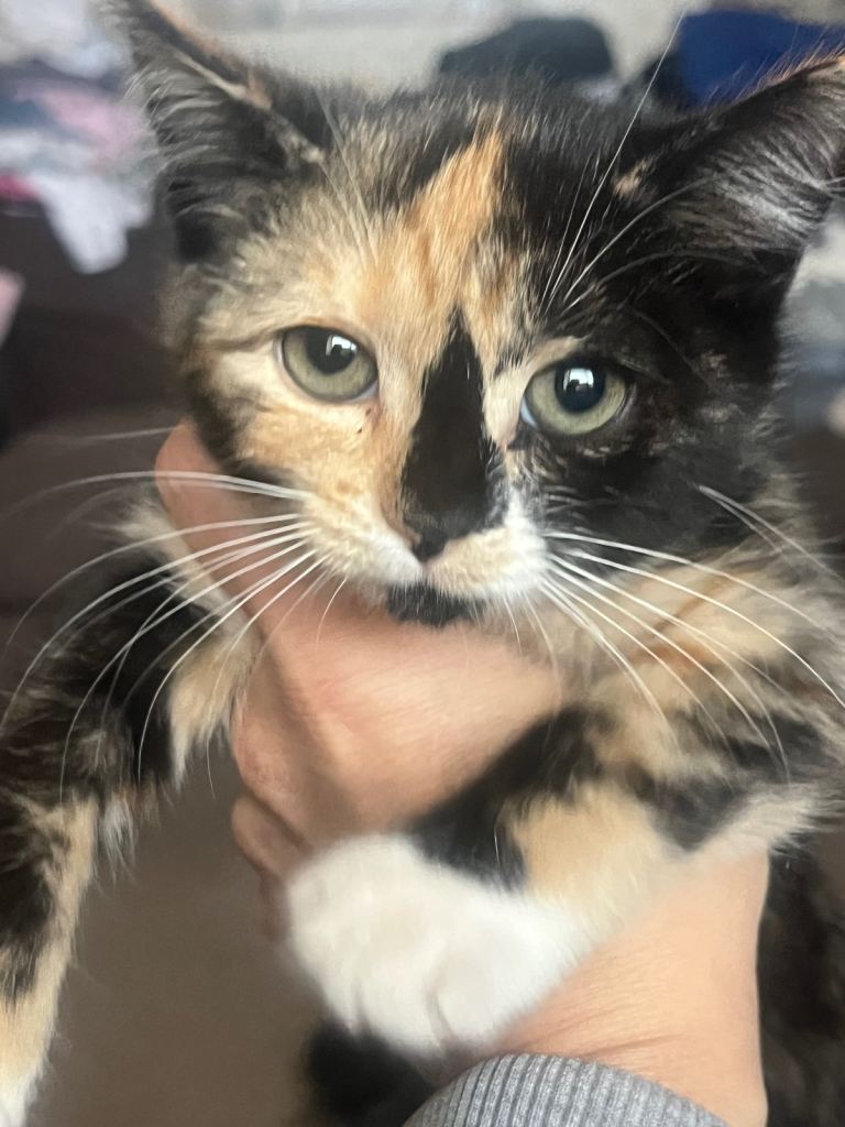 Kittens for sale ready now