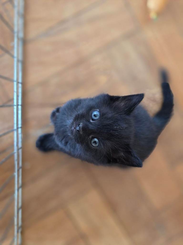 Beautiful kittens 