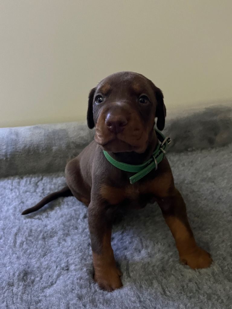 🏆 Exceptional KC Registered Dobermann Puppies 🏆