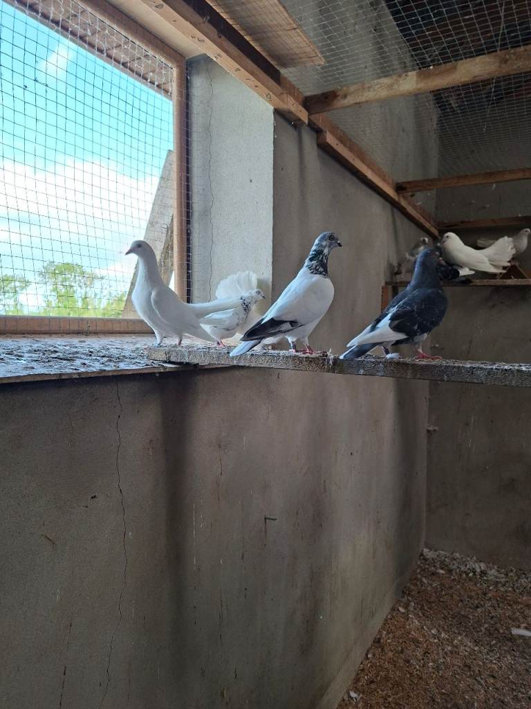 Ornamental Pigeons 