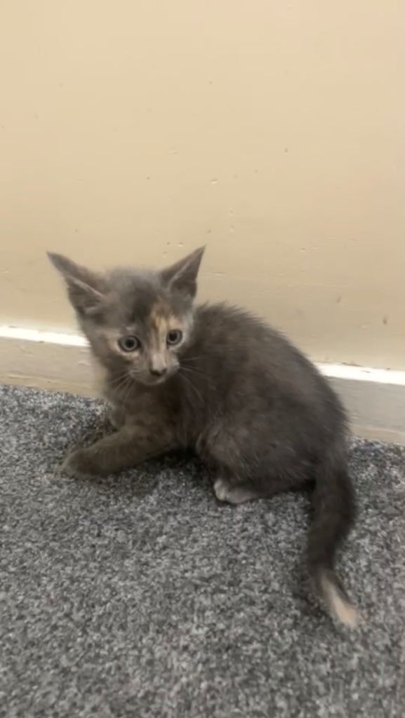 Cute Grey Kitten 