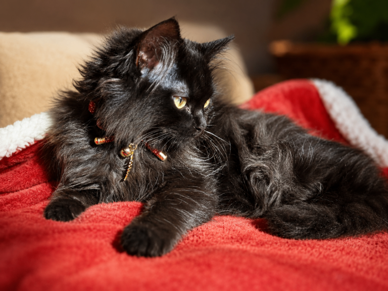  Full Chocolate Long-Haired Kitten - Long-haired kitten from Ragdoll-type parents 