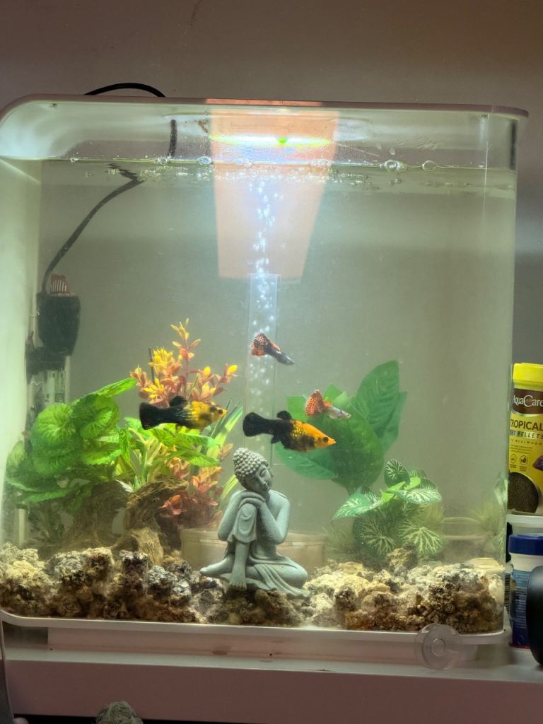 Bio orb 30l Fisk tank and fish