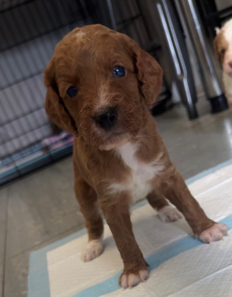 Beautiful F2 cockapoo puppies 4 girls left  ❤️