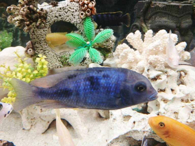 African Malawi Cichlids 