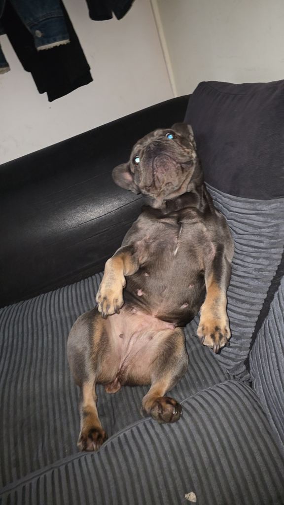 Female French bulldog.