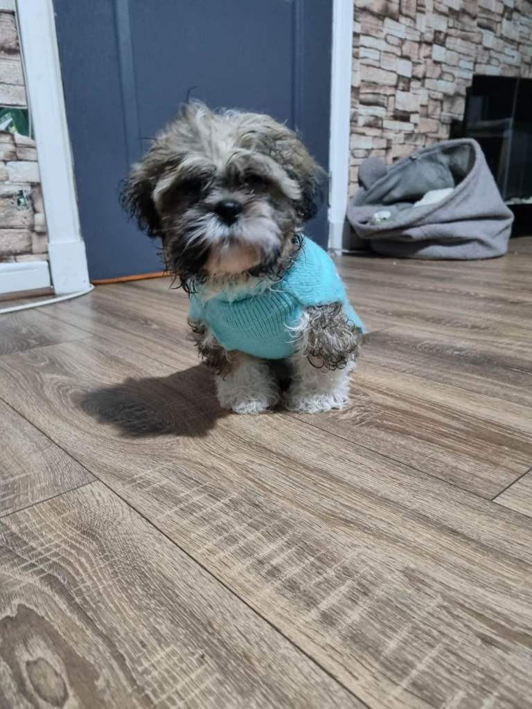 Shitzu puppy 