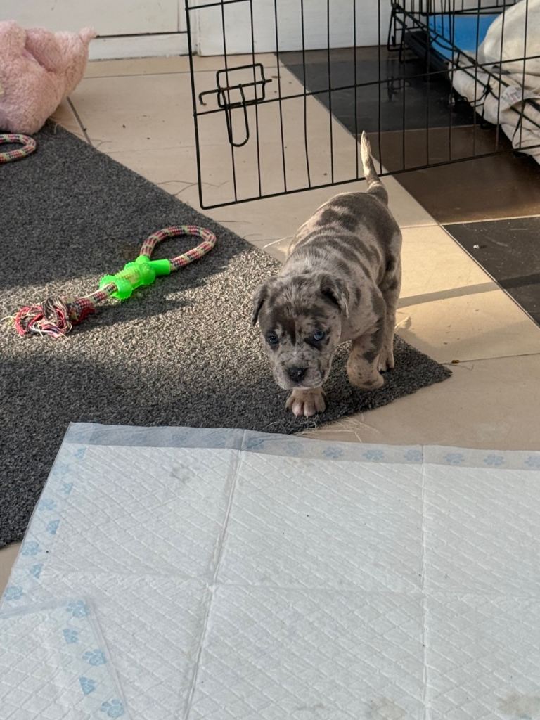 cane corso puppies 