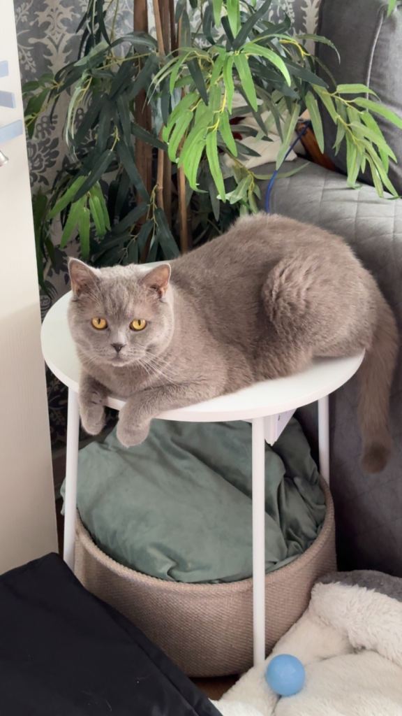 Cat for sale (British Shorthair) 