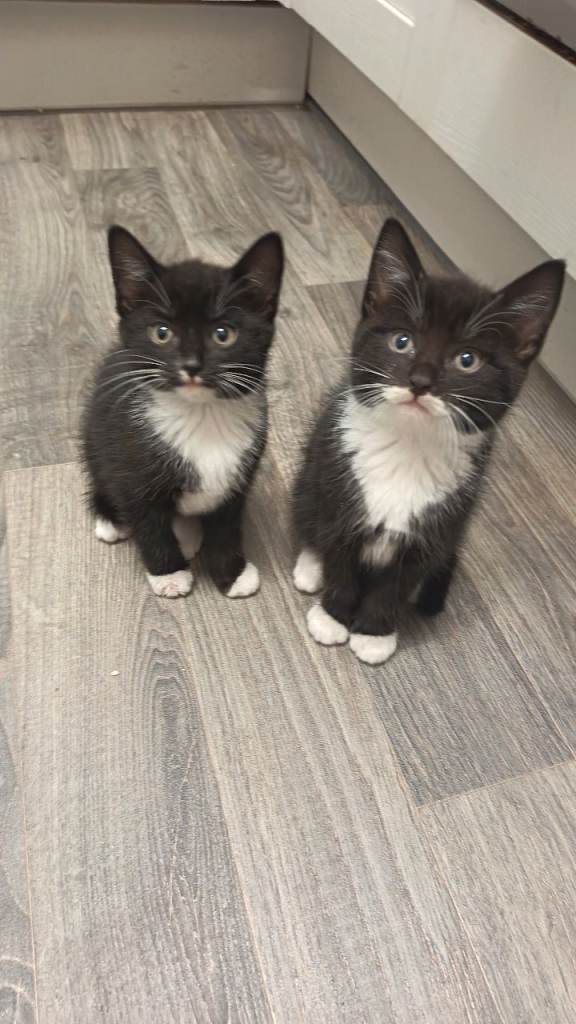 4 kittens for sale