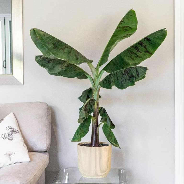 Established Banana Plant 🍌🌿