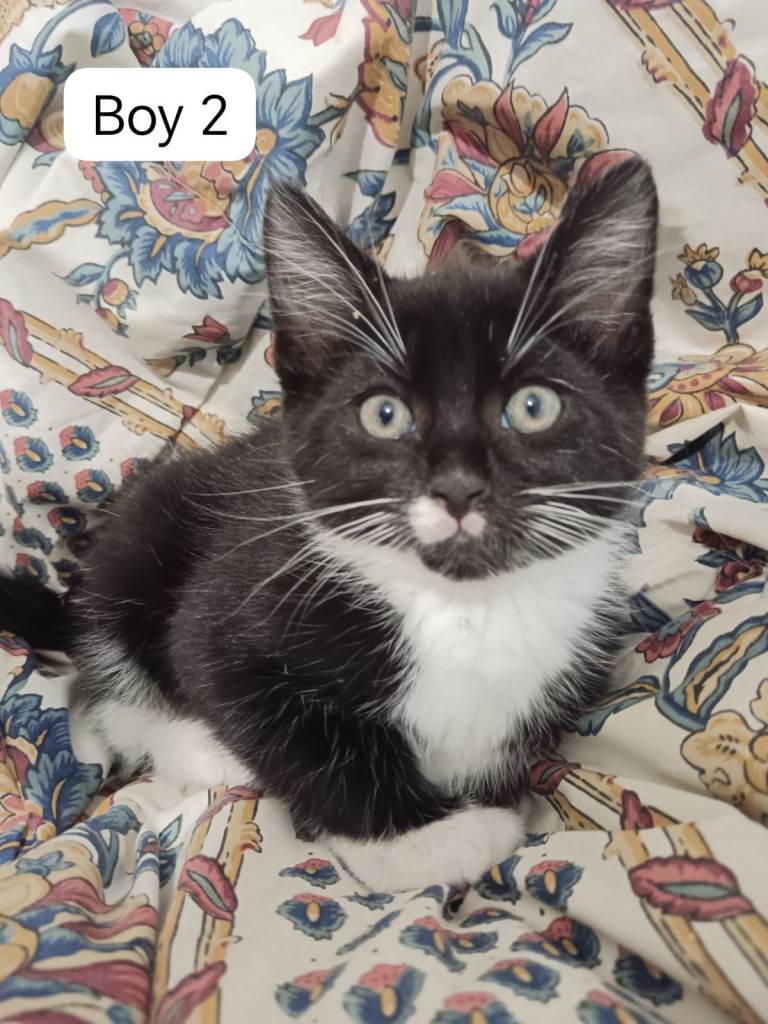 Maine Coon X Ragdoll cross kittens