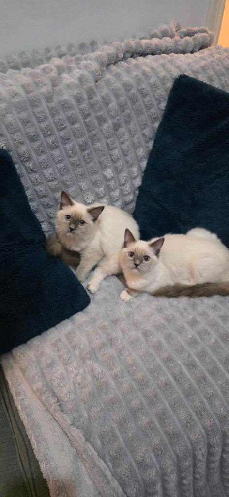 Pedigree Ragdoll Kittens