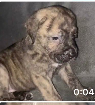 Puppies for sale 