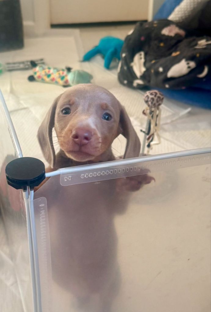 beautiful male miniature dachshund 