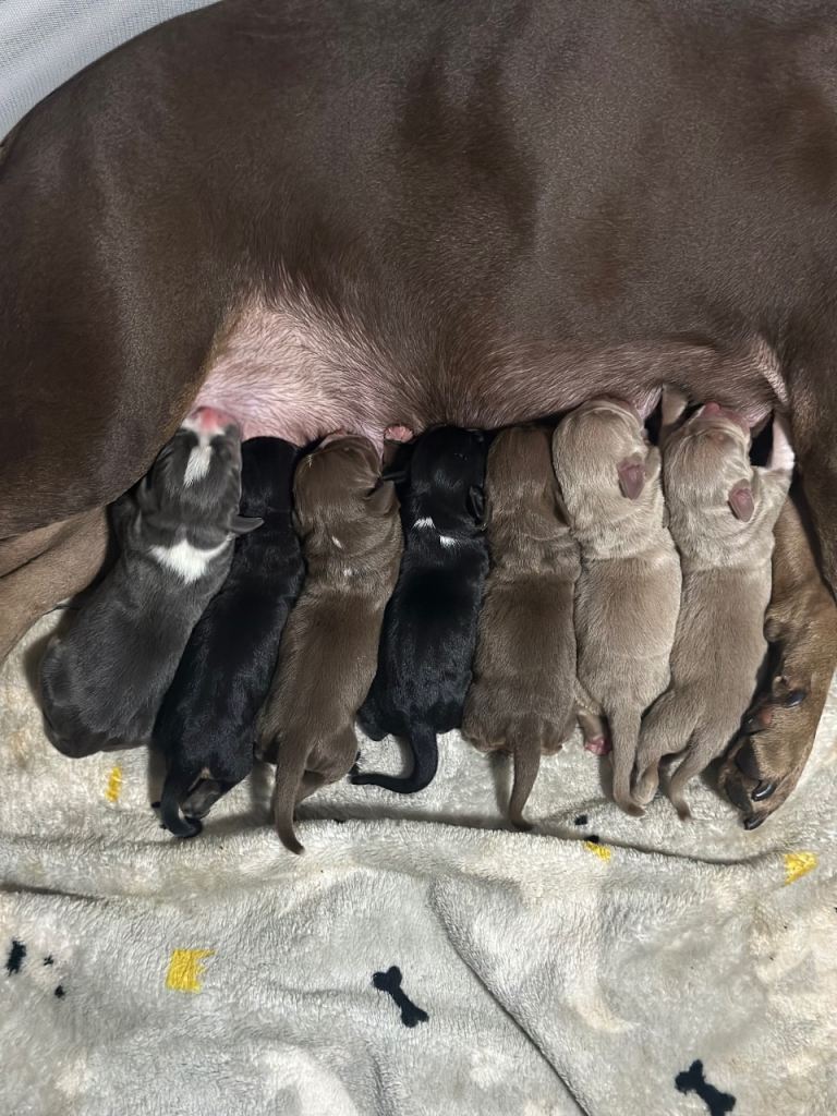 🐶 Adorable Staffy Cross Puppies Looking for Loving Homes 🐾
