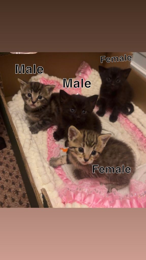 2 male and 2 female kittens 