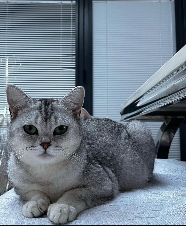 Beautiful silver British shorthair 