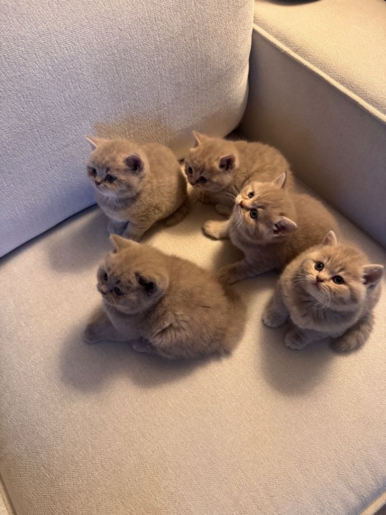 Beautiful lilac British shorthairs 