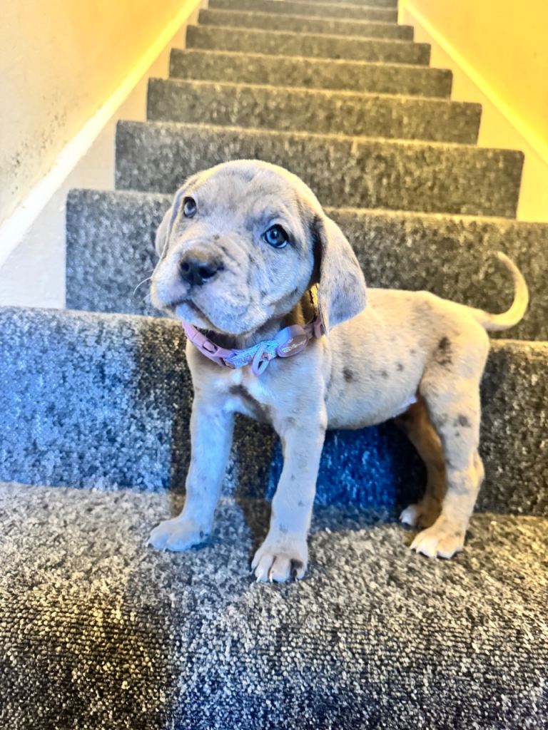 Blue Merle Cane Corso