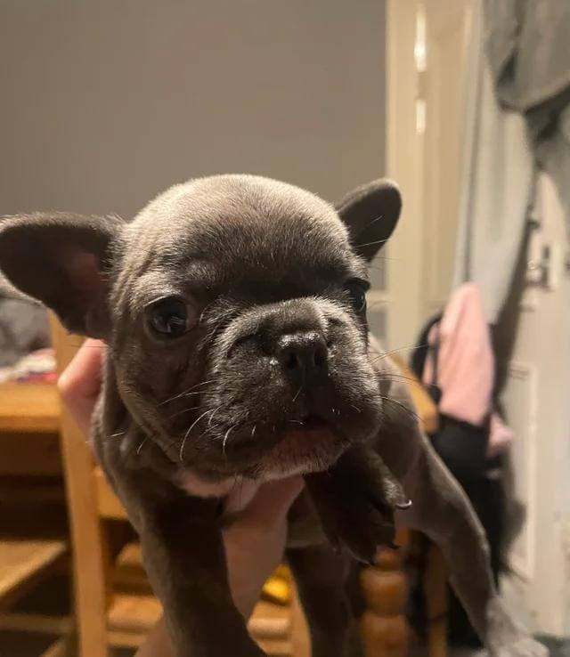 French Bulldog Pup