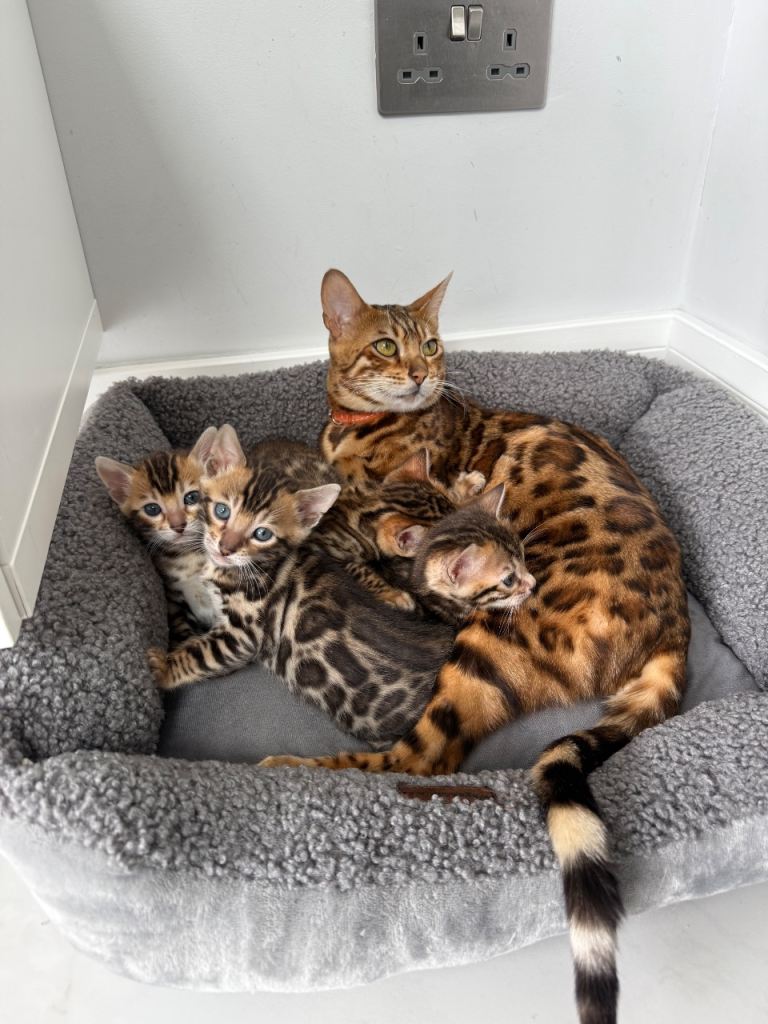 TIKA registered bengal kittens