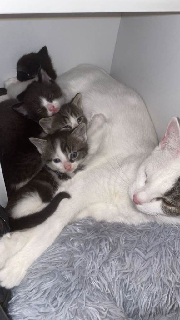 Adorable Tuxedo Brother & Sister Pair (12 Weeks) – Real Little Characters!