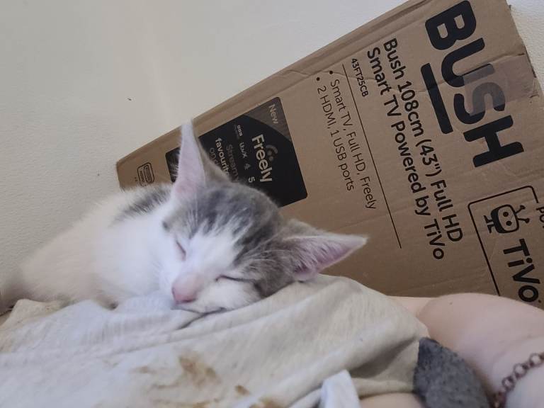 10 week old kittens