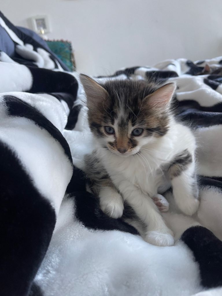 Beautiful kittens looking new home 