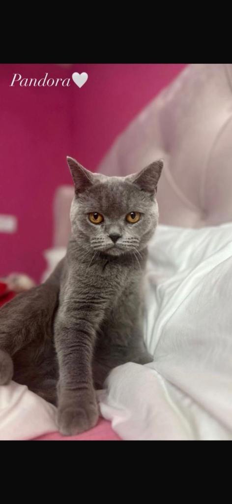 British Shorthair Kittens for Sale