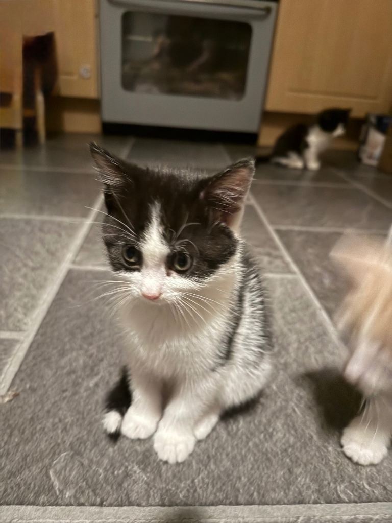 3 beautiful kittens 